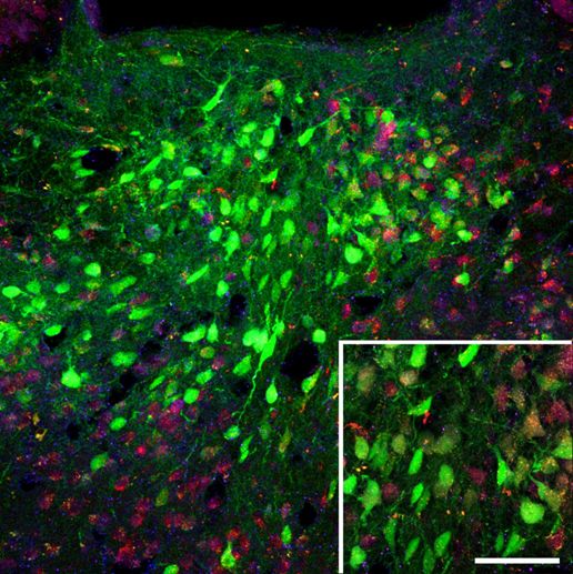 Image from the Barson Lab of the paraventricular thalamus after injection with adeno-associated virus to express PACAP