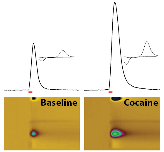España Lab: Cocaine effects measured using voltammetry in a freely moving mouse.