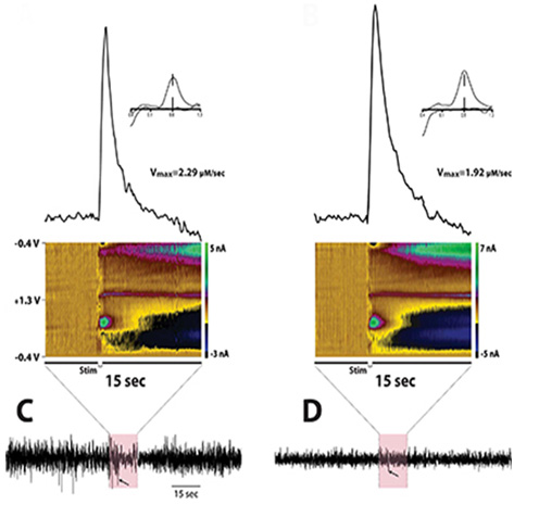 España Lab: Dopamine signaling can be measured during sleep/wake recordings.